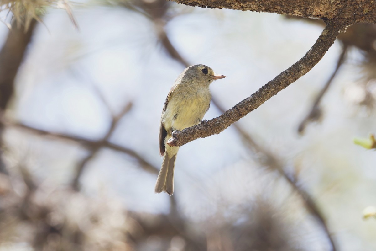 Hutton's Vireo - ML638406251
