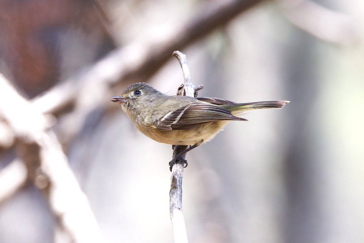 Hutton's Vireo - ML638406252