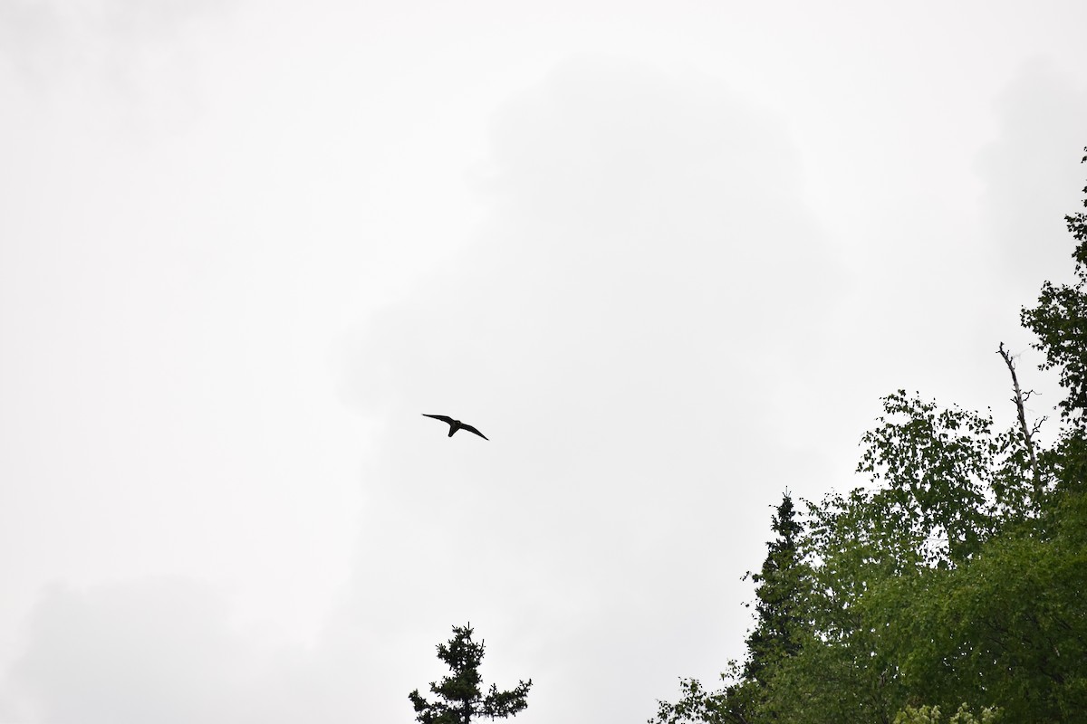 Peregrine Falcon - ML638406253