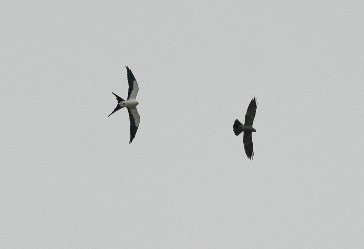 Mississippi Kite - ML638406254