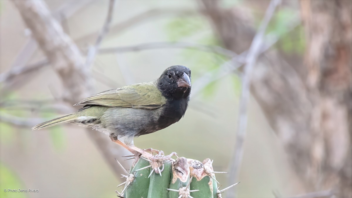Black-faced Grassquit - ML638406258