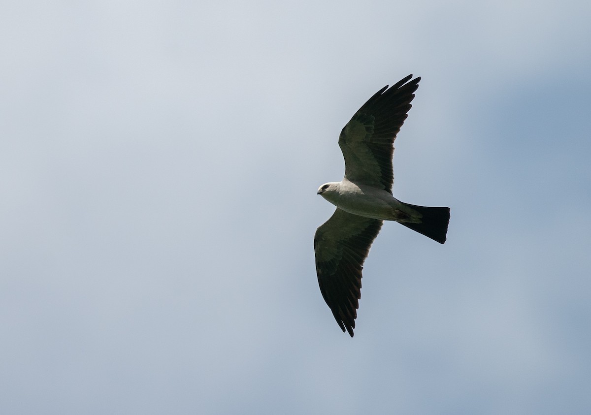 Mississippi Kite - ML638406261