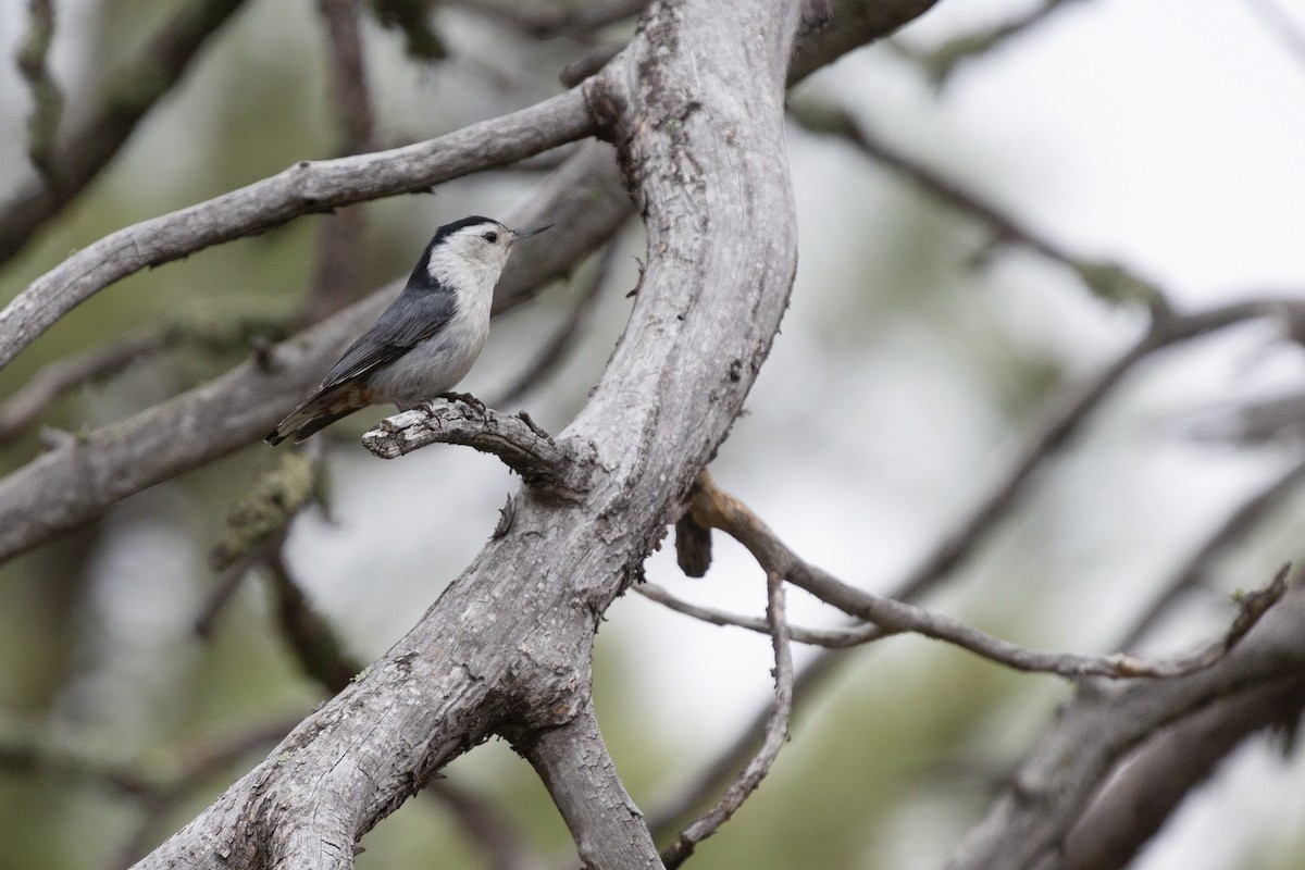 White-breasted Nuthatch - ML638406263