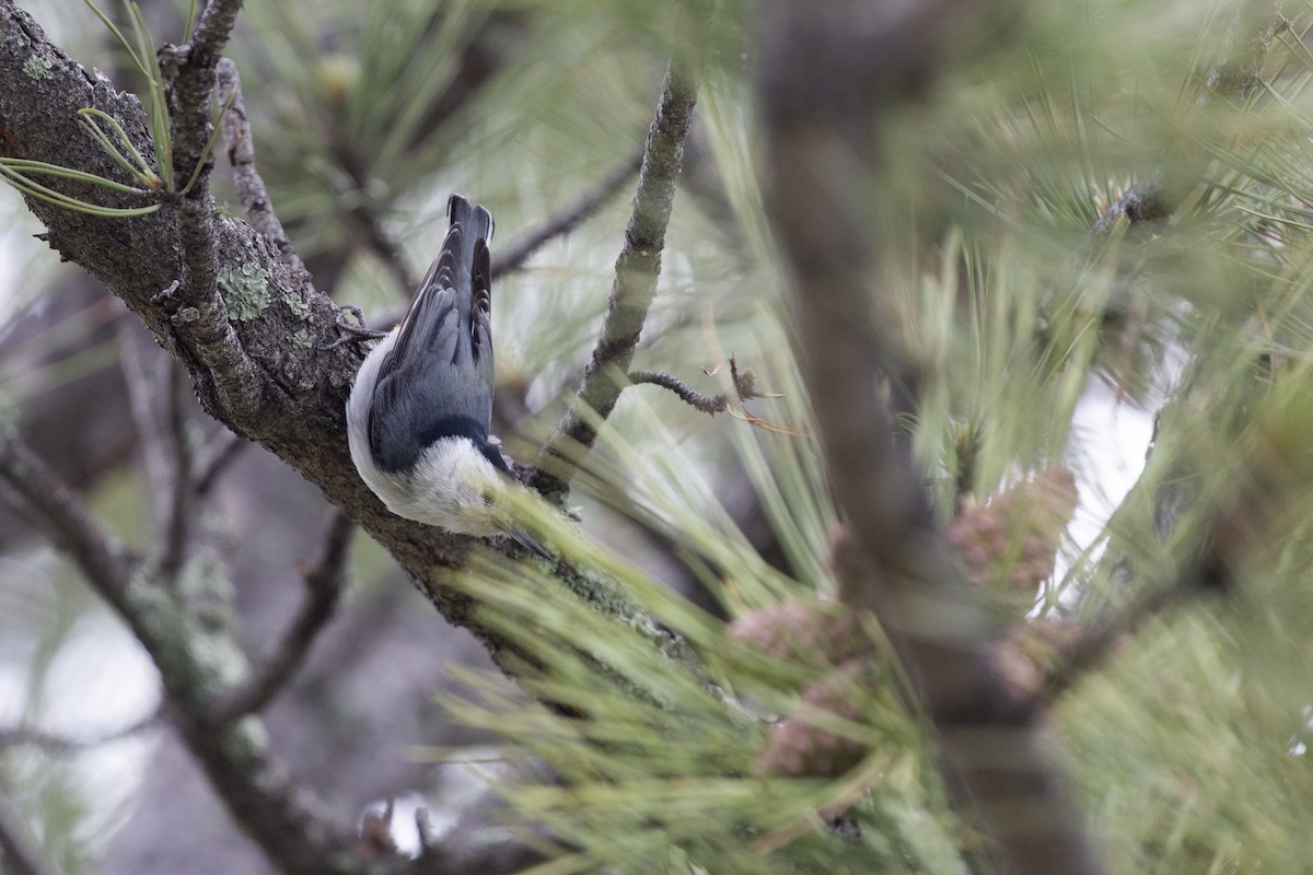 White-breasted Nuthatch - ML638406264