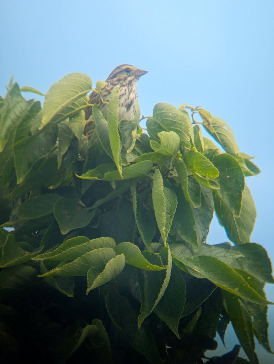 Savannah Sparrow - ML638406266