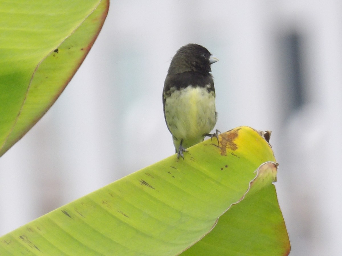 Yellow-bellied Seedeater - ML638406276