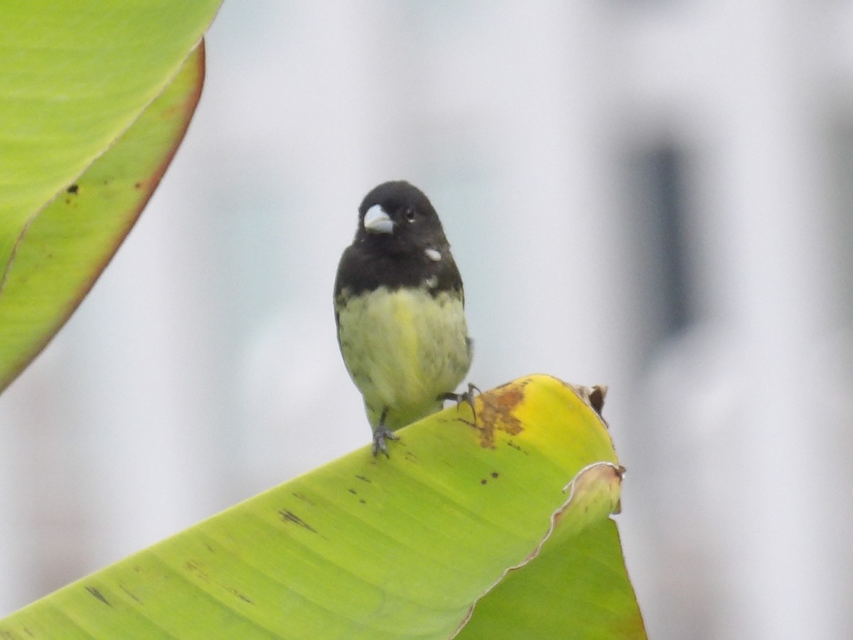 Yellow-bellied Seedeater - ML638406277