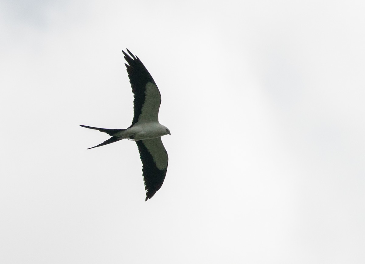 Swallow-tailed Kite - ML638406280