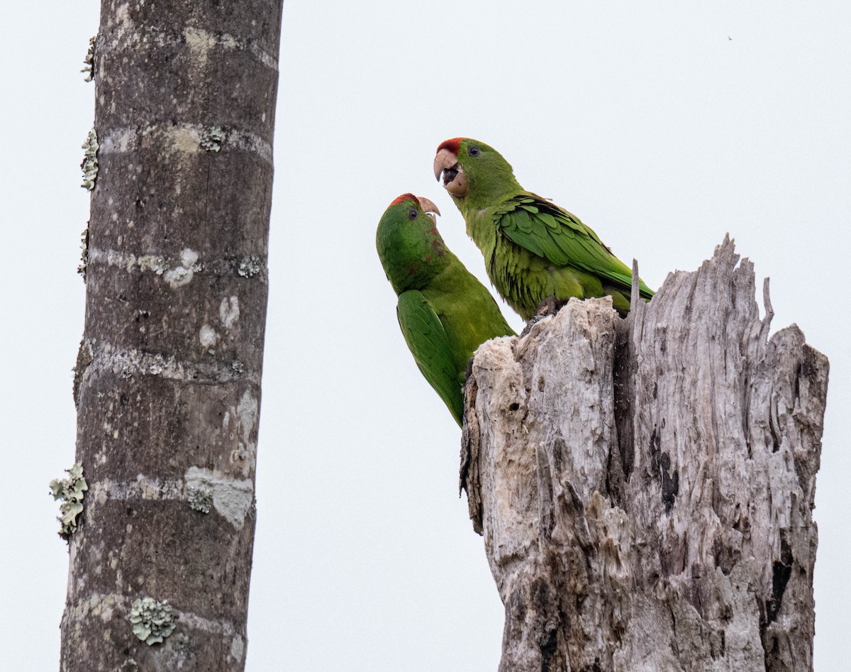 Scarlet-fronted Parakeet - ML638406282