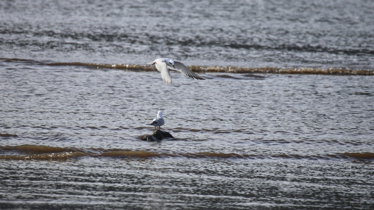 Snowy-crowned Tern - ML638406283