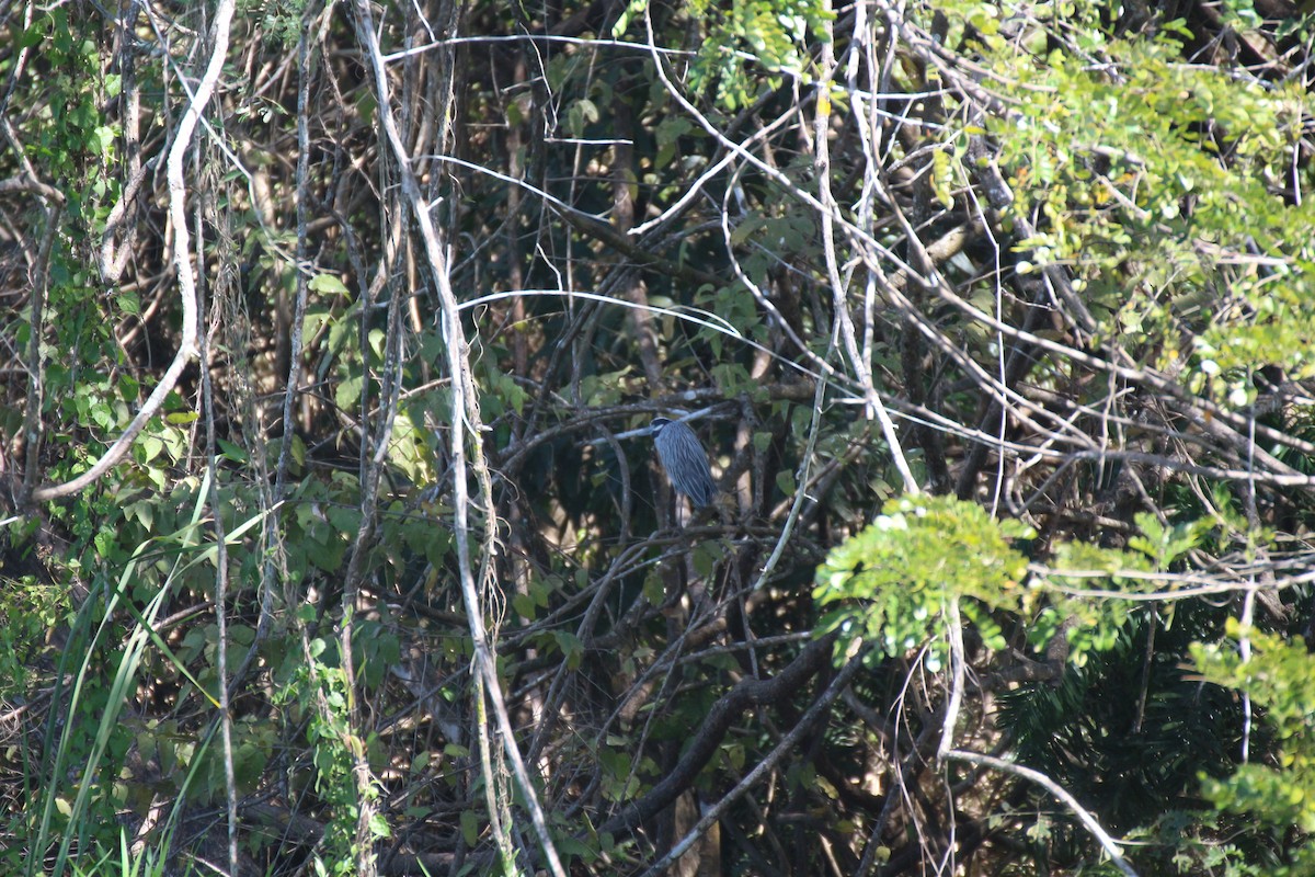 Yellow-crowned Night Heron - ML638406284