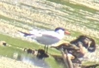 Caspian Tern - ML638406285