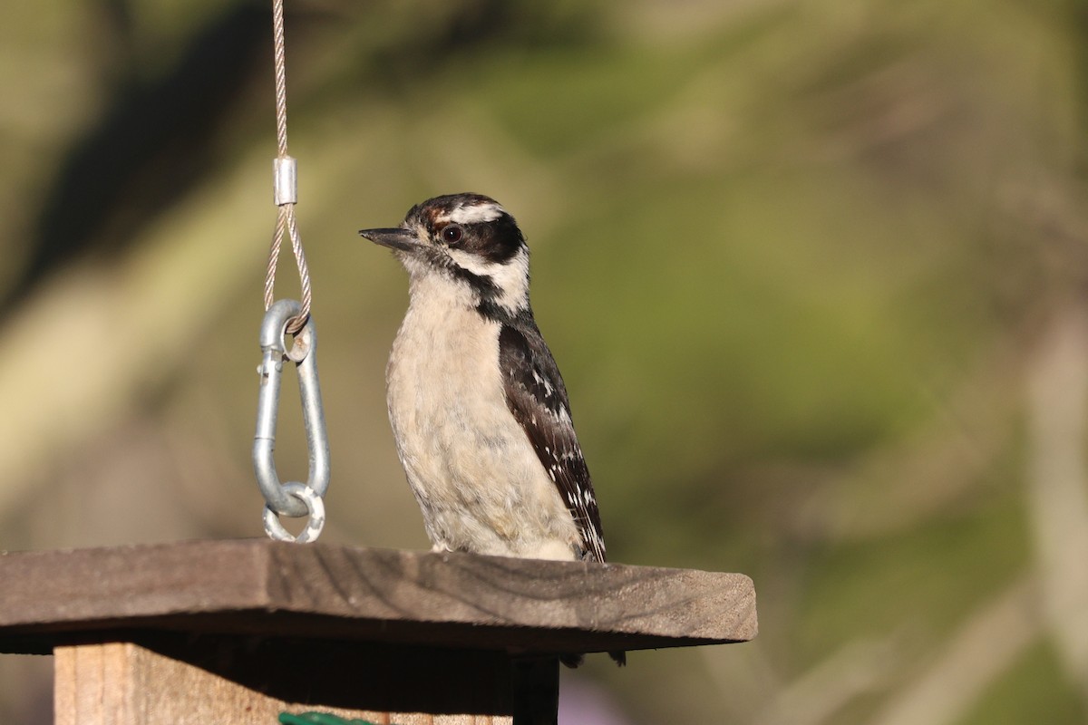 Downy Woodpecker - ML638406286