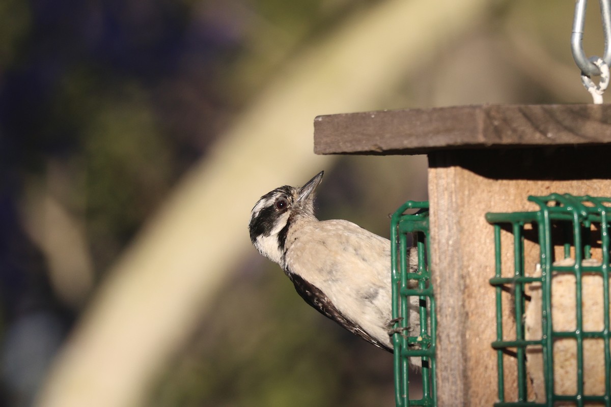 Downy Woodpecker - ML638406287