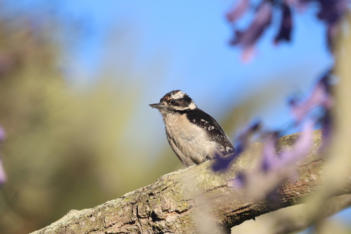 Downy Woodpecker - ML638406288