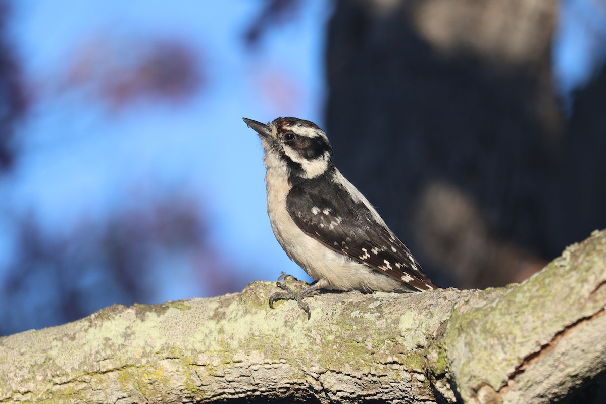 Downy Woodpecker - ML638406289
