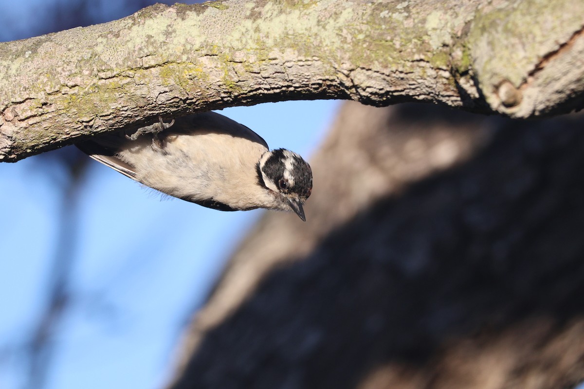 Downy Woodpecker - ML638406290