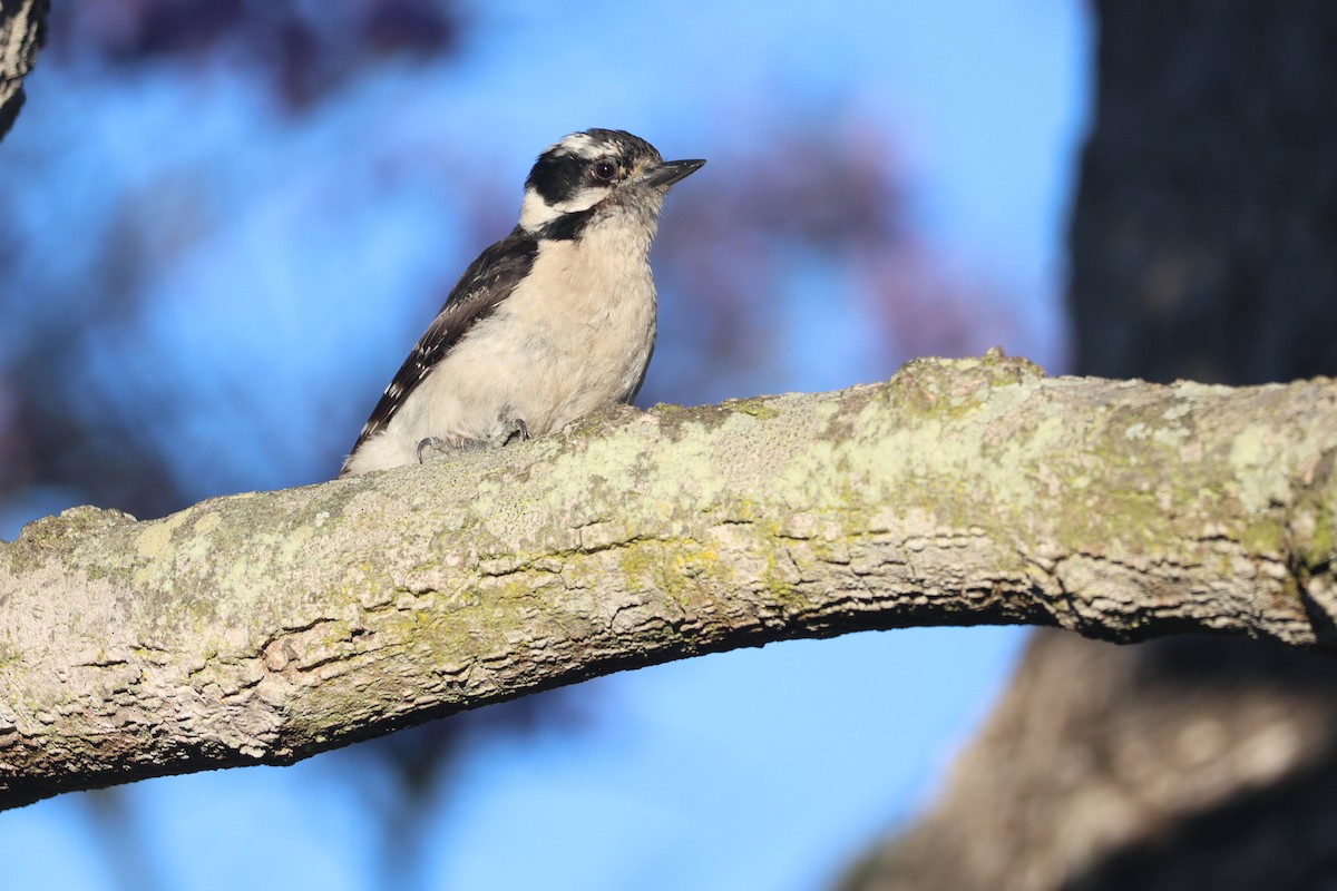 Downy Woodpecker - ML638406291