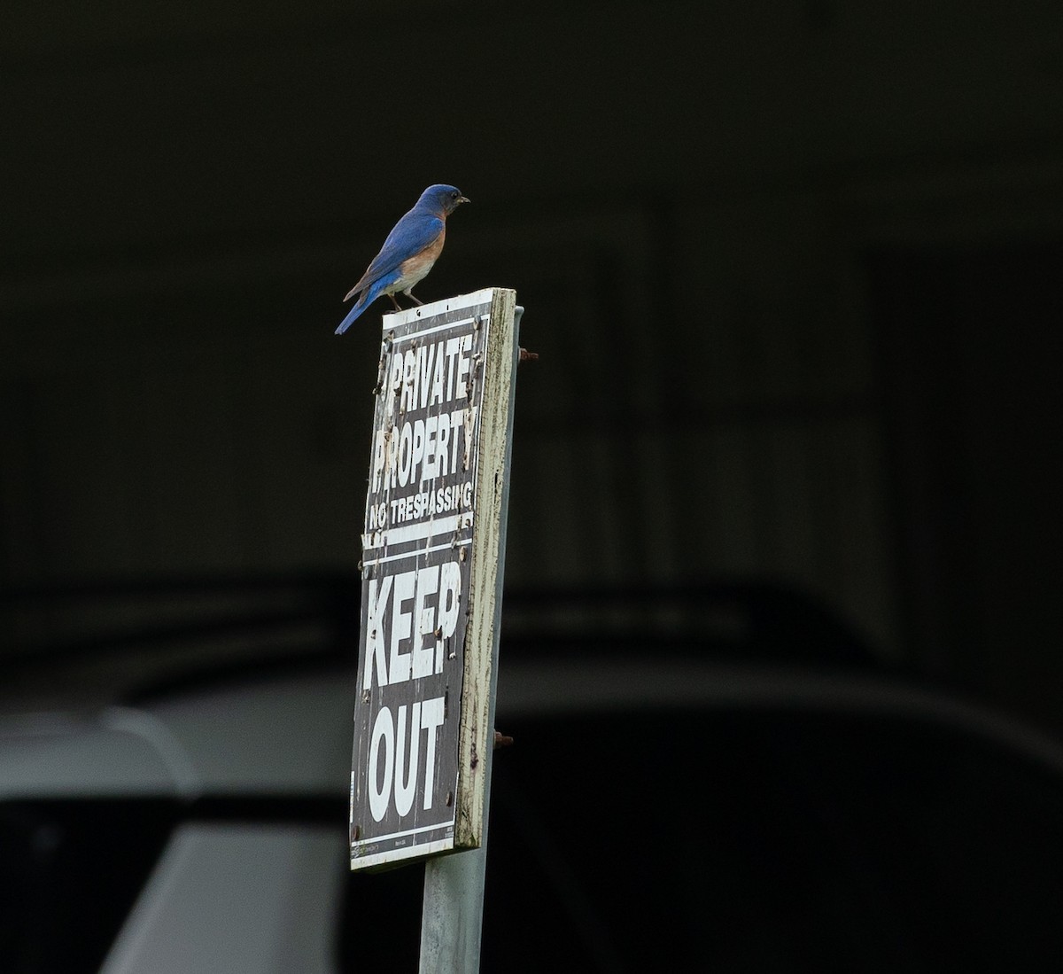 Eastern Bluebird - ML638406318