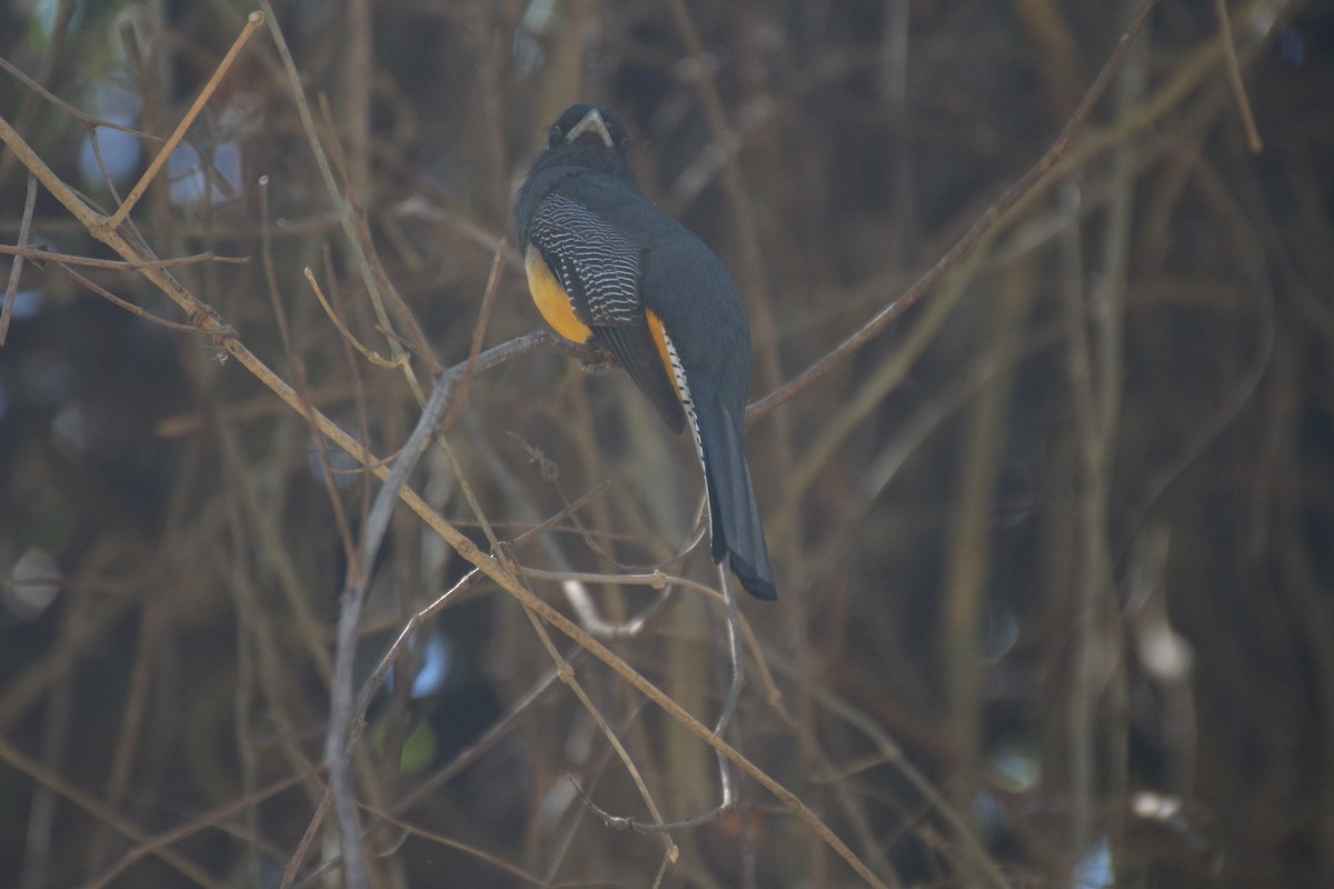 Black-headed Trogon - ML638406329