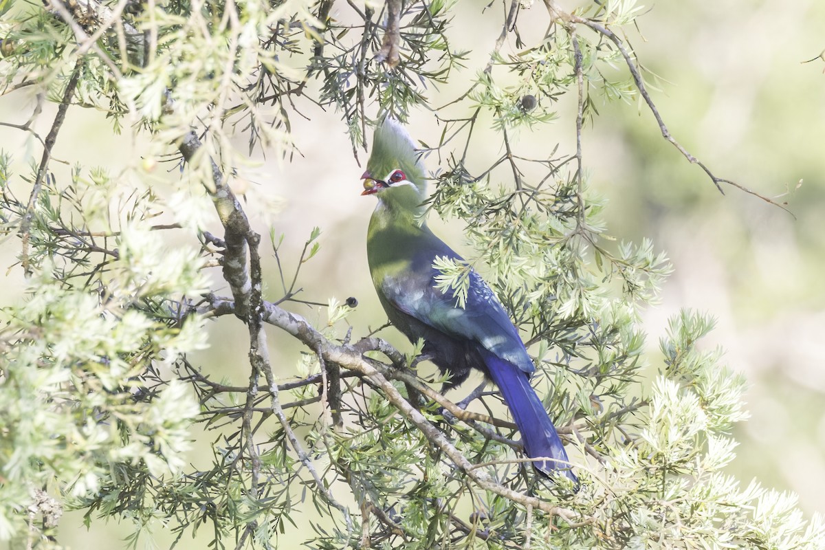 Knysna Turaco - ML638406342