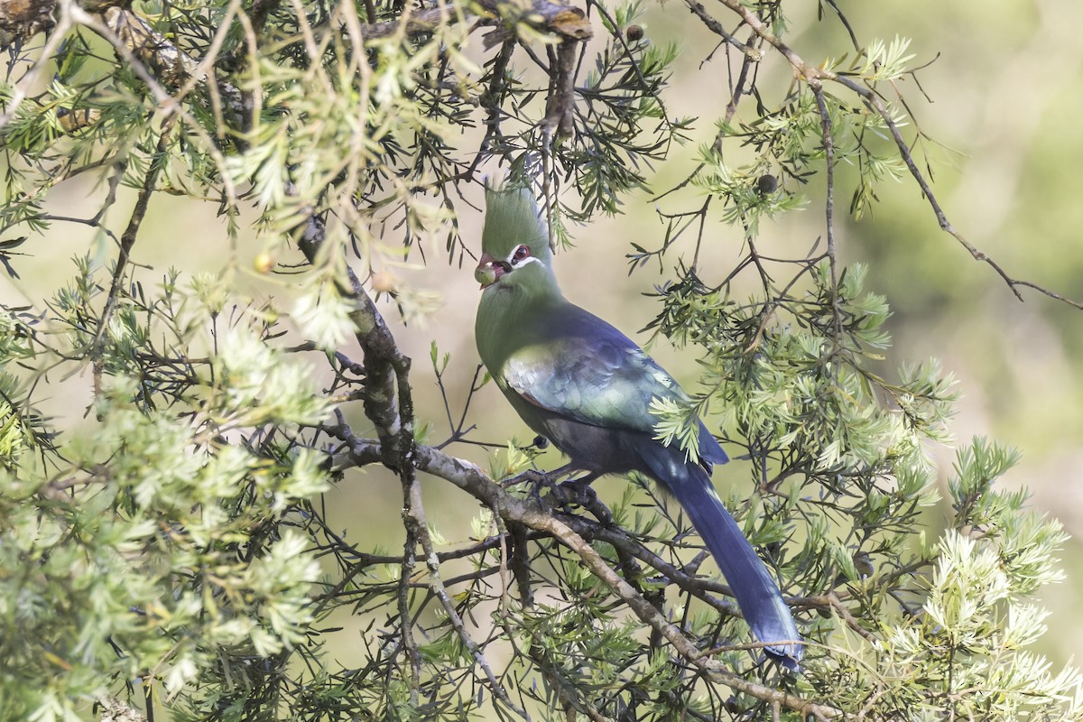Knysna Turaco - ML638406343