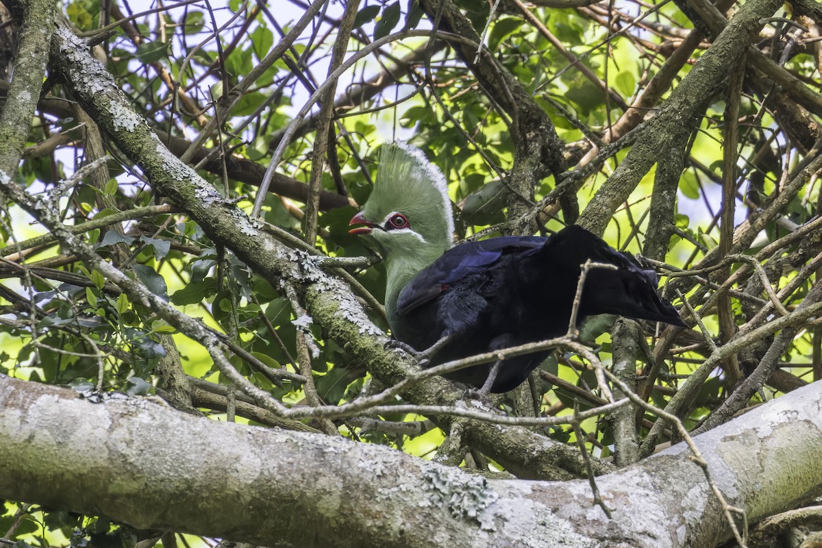 Knysna Turaco - ML638406344