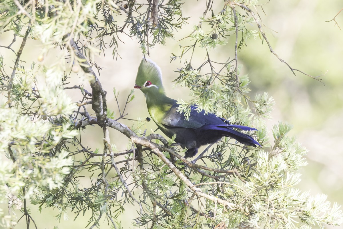 Knysna Turaco - ML638406345