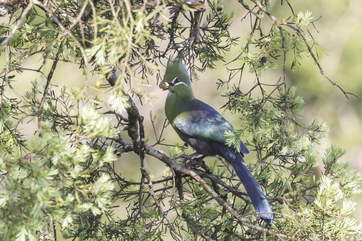 Knysna Turaco - ML638406346