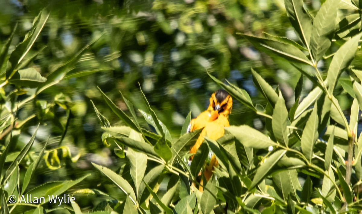 Bullock's Oriole - ML638406371