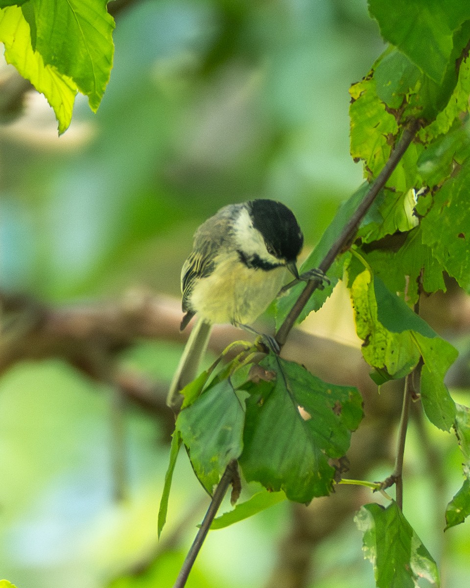 Carolina Chickadee - ML638406372