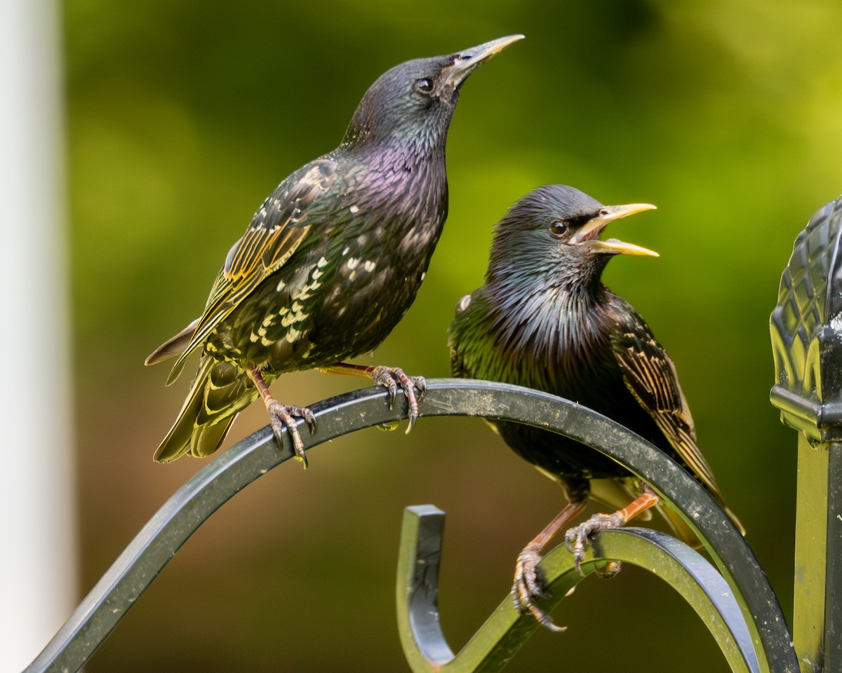 European Starling - ML638406407