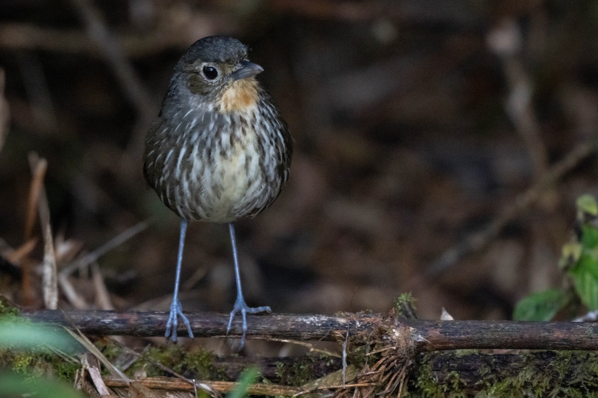 Santa Marta Antpitta - ML638406438