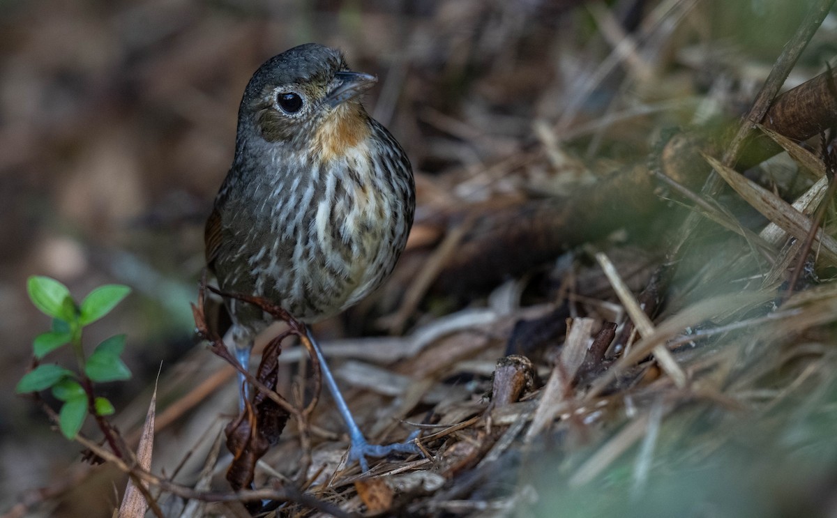 Santa Marta Antpitta - ML638406439