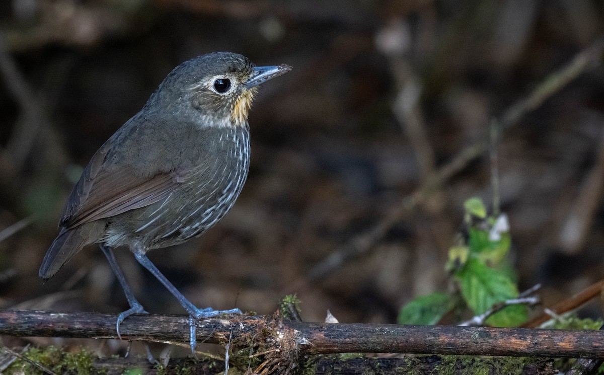 Santa Marta Antpitta - ML638406440