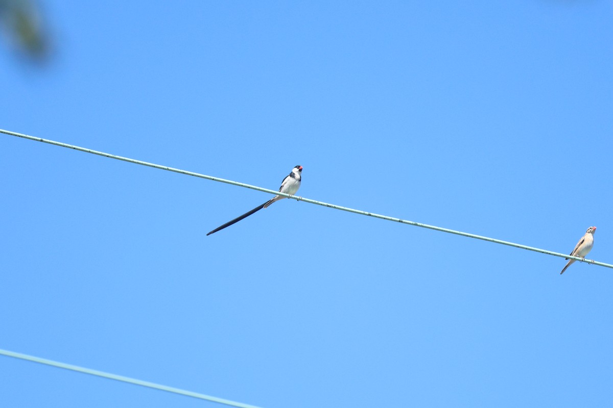 Pin-tailed Whydah - ML638406447