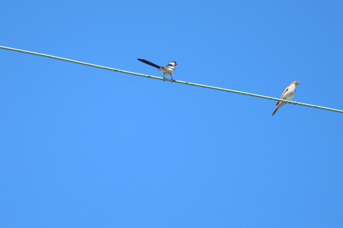 Pin-tailed Whydah - ML638406448