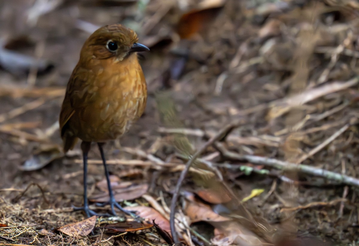 Sierra Nevada Antpitta - ML638406452