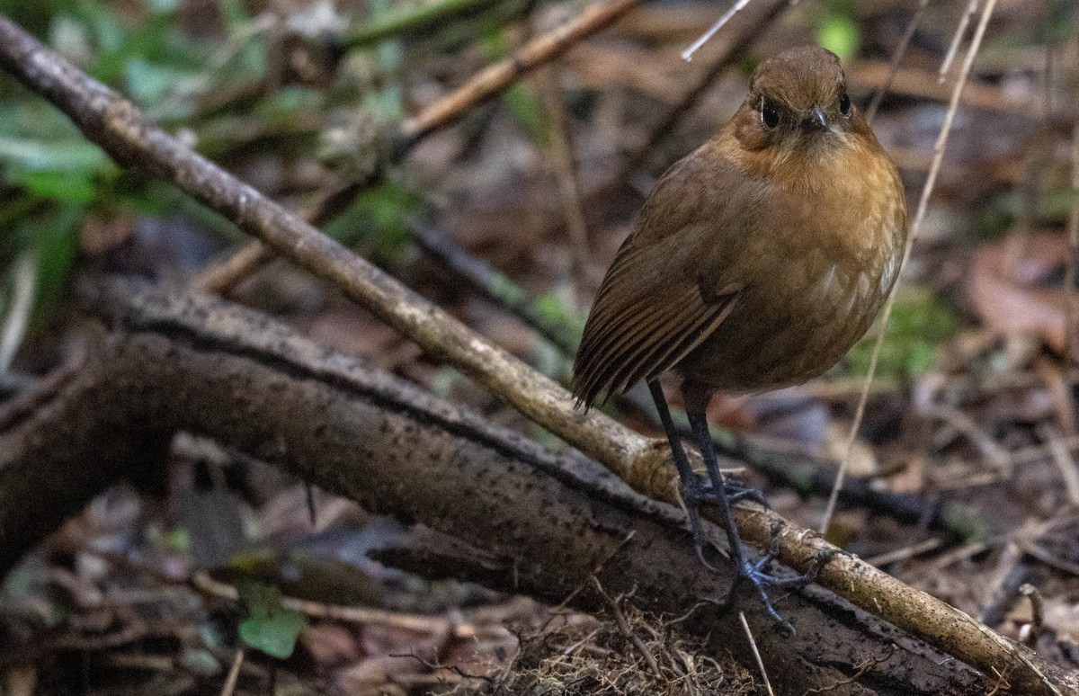 Sierra Nevada Antpitta - ML638406453