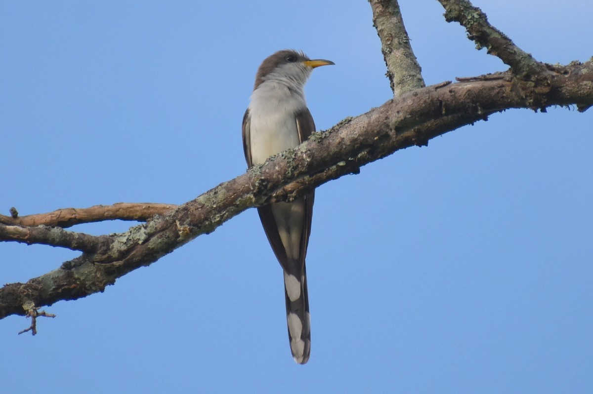 Yellow-billed Cuckoo - ML638406461