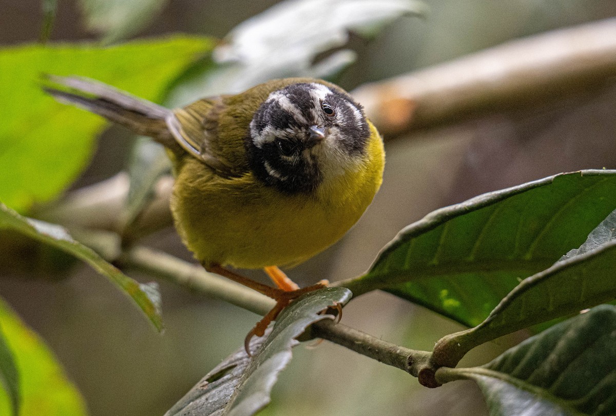 Santa Marta Warbler - ML638406522