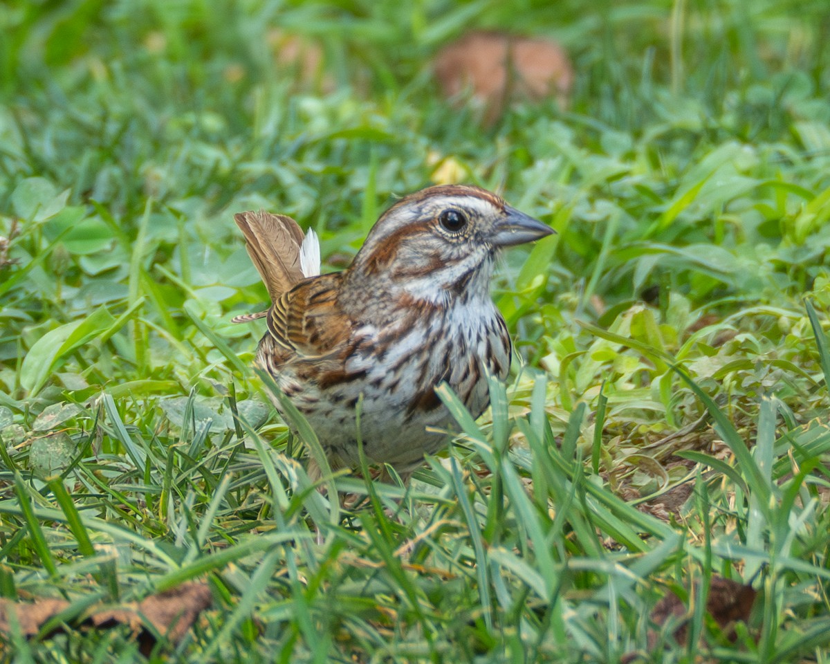 Song Sparrow - ML638406527