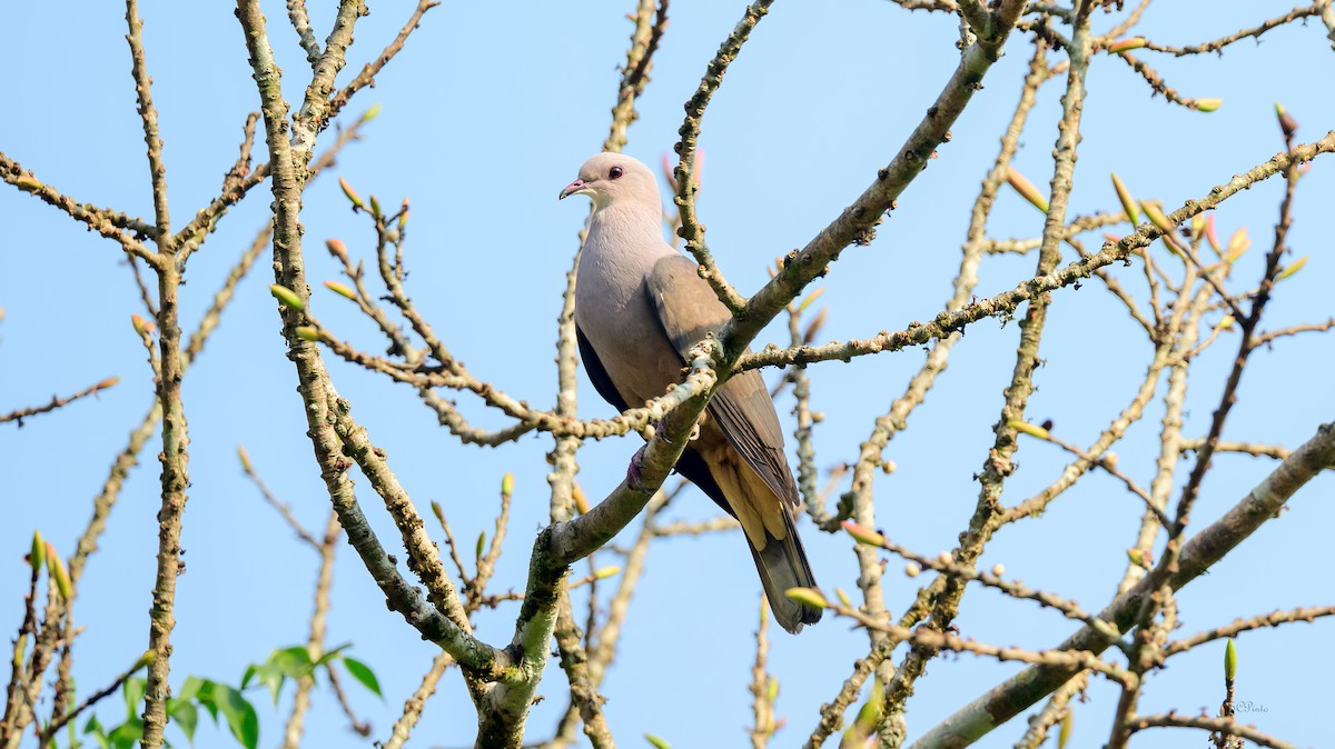 Malabar Has Güvercini - ML638406528