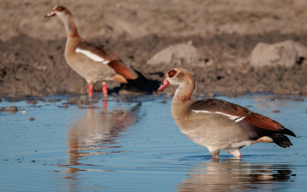 Egyptian Goose - ML638406531