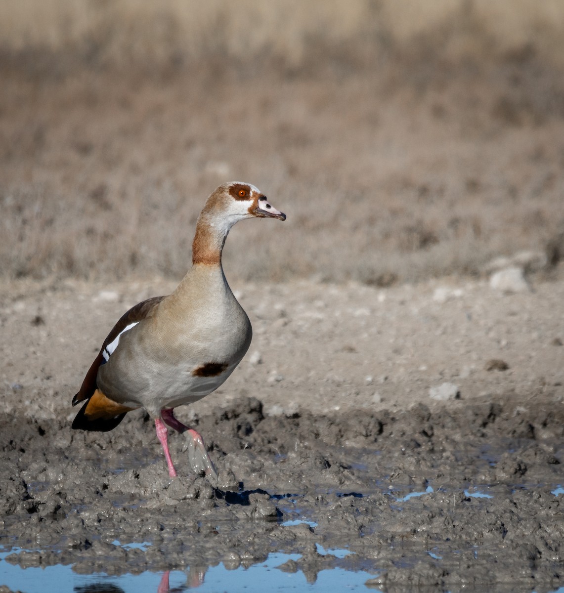 Egyptian Goose - ML638406532