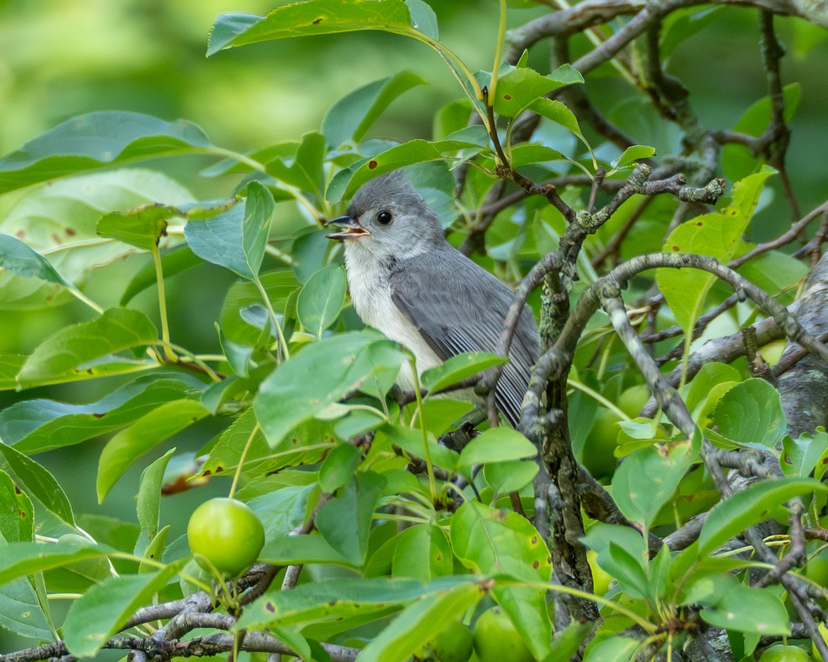 Tufted Titmouse - ML638406536