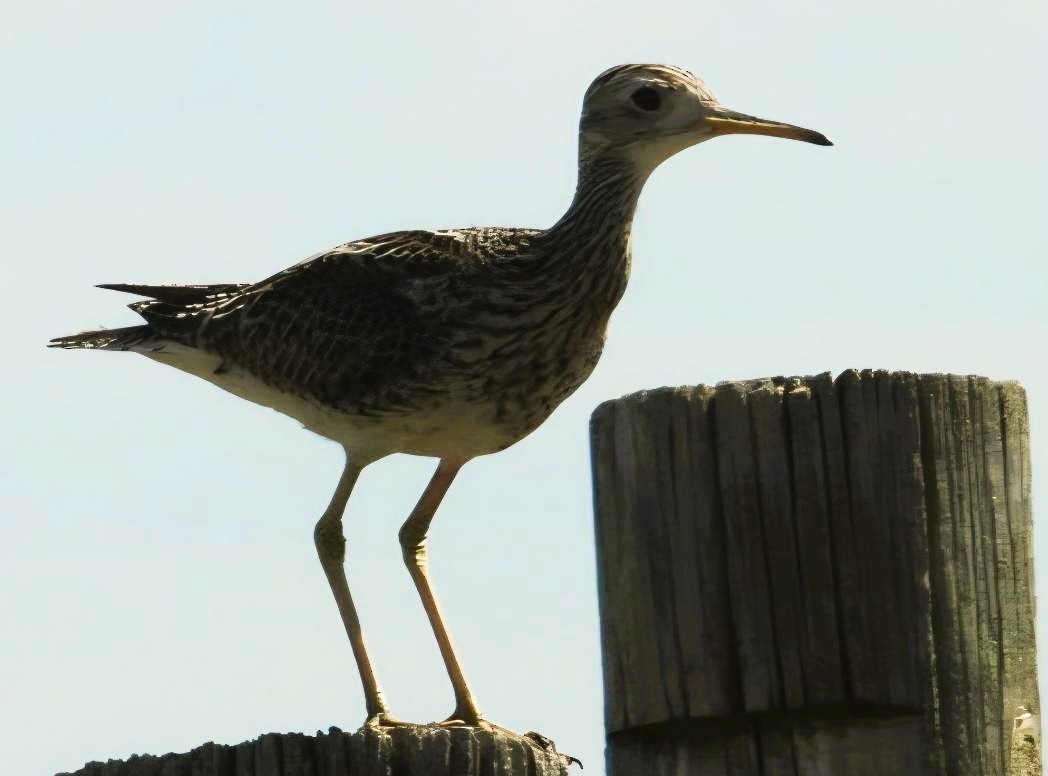 Upland Sandpiper - ML638406544