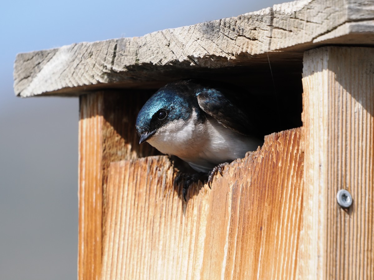 Tree Swallow - ML638406558