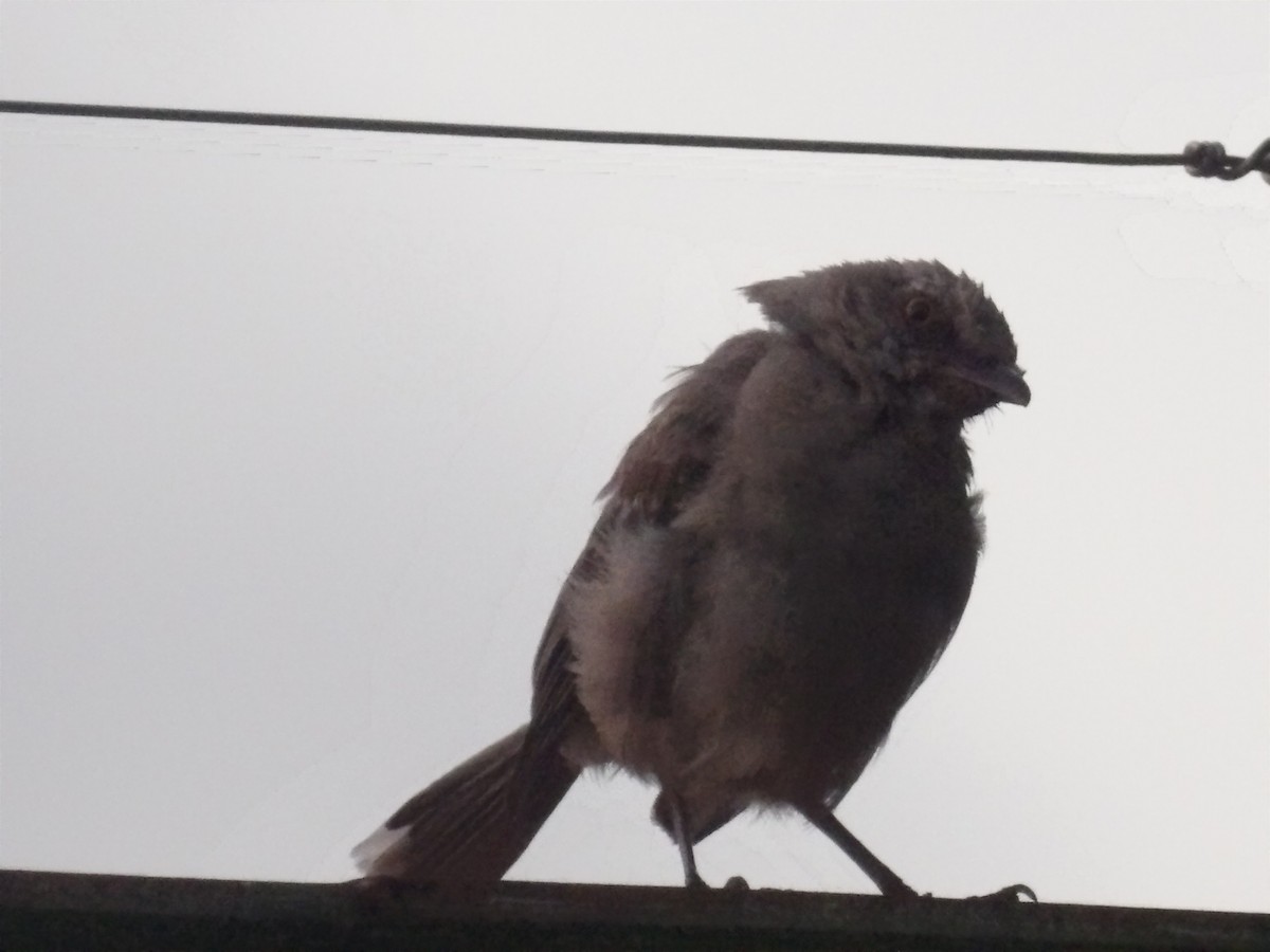 Tropical Mockingbird (Southern) - ML638406560