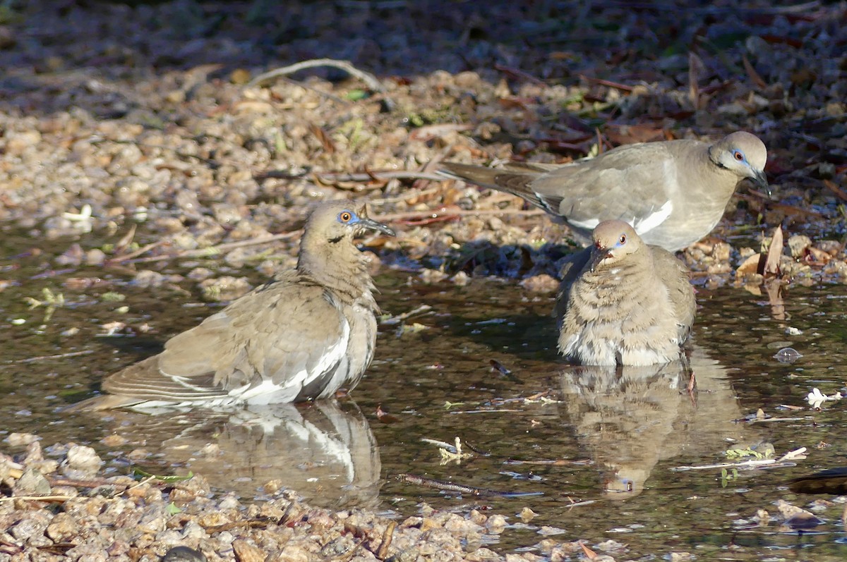 White-winged Dove - ML638406563